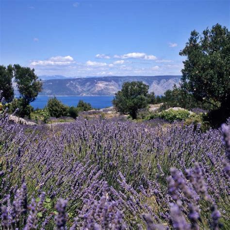 The Lavender Fields of Croatia 